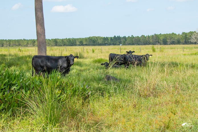 Cattle Breeding